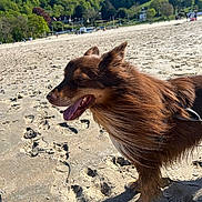 Ruben a rejoint le concours — aidez-le/la à gagner de superbes lots ! dog, beach, sand, footprints, outdoor, sunny, sky, greenery, hills, nature, animal, pet, canine, fur, tongue, leash, daylight, happy, landscape, people