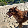 dog, beach, sand, footprints, outdoor, sunny, sky, greenery, hills, nature, animal, pet, canine, fur, tongue, leash, daylight, happy, landscape, people
