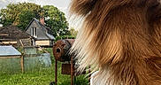 Ruben a rejoint le concours — aidez-le/la à gagner de superbes lots ! dog, brown_dog, long_fur, outdoor, grass, house, sky, wooden_surface, pet, animal, canine, nature, fence, quiet, serene, portrait, looking_away, ears_up, daytime, backyard