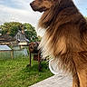 dog, brown_dog, long_fur, outdoor, grass, house, sky, wooden_surface, pet, animal, canine, nature, fence, quiet, serene, portrait, looking_away, ears_up, daytime, backyard