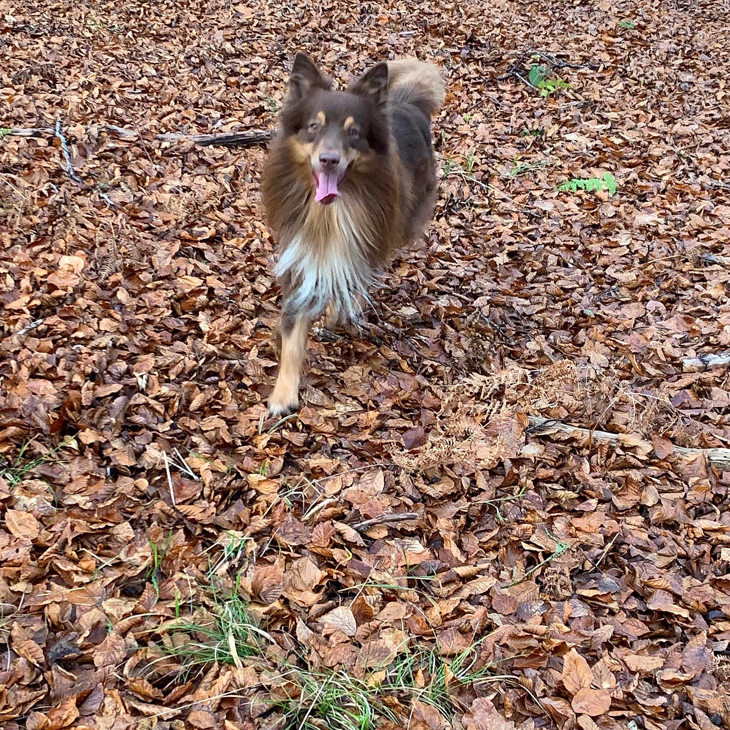 Ruben participe au concours pour gagner de l'argent avec cette photo : dog, canine, forest, autumn, leaves, outdoor, nature, tree, moss, brown, tongue, happy, walking, pet, fur, animal, ground, season, tree_root, playful