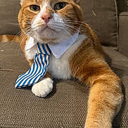 Billy is registered to the contest to win money with this photo: animal, cat, closeup, collar, couch, cute, domestic_cat, feline, fur, furniture, indoor, laying_down, mammal, orange_cat, pet, portrait, relaxed, tie, whiskers, white_paw
