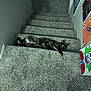 cat, tortoiseshell, carpet, stairs, indoor, pet, animal, painting, art, wall, feet, socks, relaxed, lying_down, gray, colorful, home, cozy, looking, resting