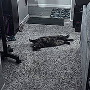 Pebbles is registered to the contest to win money with this photo: cat, carpet, indoor, floor, relaxed, furniture, shelf, mat, doorway, home, pet, animal, black_cat, gray, living_space, cozy, curious, resting, domestic, quiet