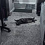 cat, carpet, indoor, floor, relaxed, furniture, shelf, mat, doorway, home, pet, animal, black_cat, gray, living_space, cozy, curious, resting, domestic, quiet