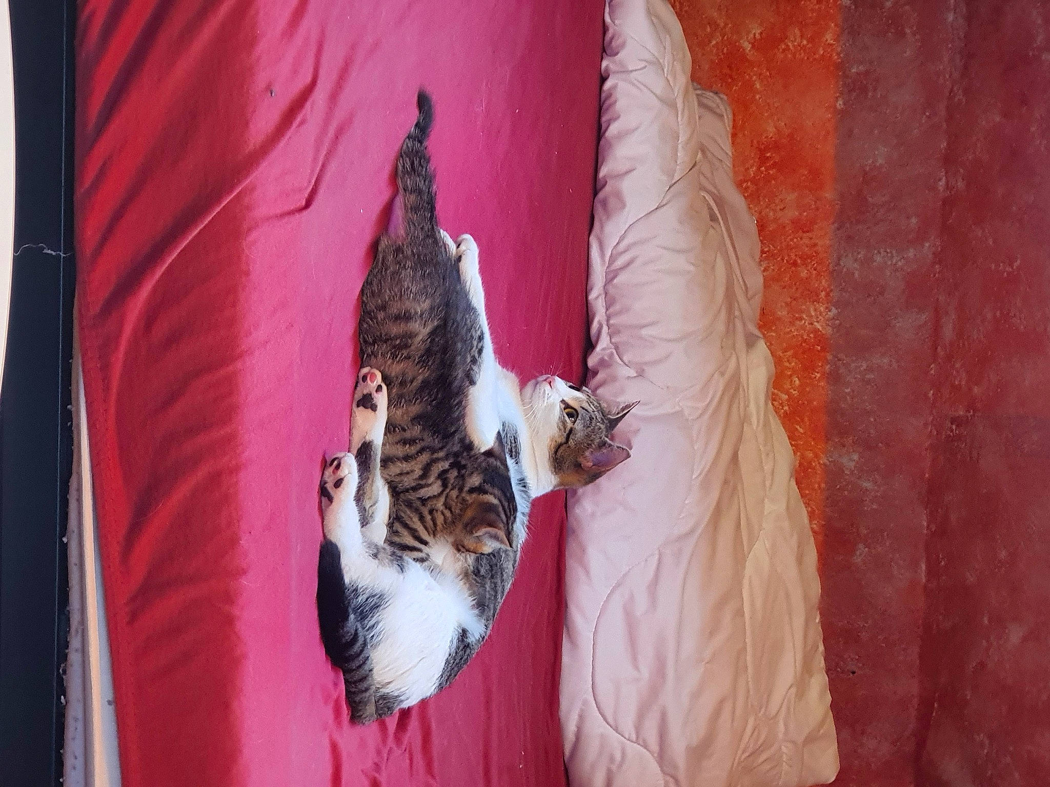 Tina a rejoint le concours — aidez-le/la à gagner de superbes lots ! beak, carnivore, dress, fashion_design, feather, felidae, formal_wear, fur, linens, magenta, peach, pink, plant, room, small_to_medium_sized_cats, tail, textile, tree, wing, wood