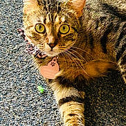 Annabelle joined the competition — help win amazing prizes! cat, tabby, pet, animal, feline, collar, tag, yellow_eyes, fur, whiskers, outdoor, texture, curious, close_up, mammal, domestic_animal, relaxed, paw, striped, alert