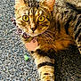 cat, tabby, pet, animal, feline, collar, tag, yellow_eyes, fur, whiskers, outdoor, texture, curious, close_up, mammal, domestic_animal, relaxed, paw, striped, alert