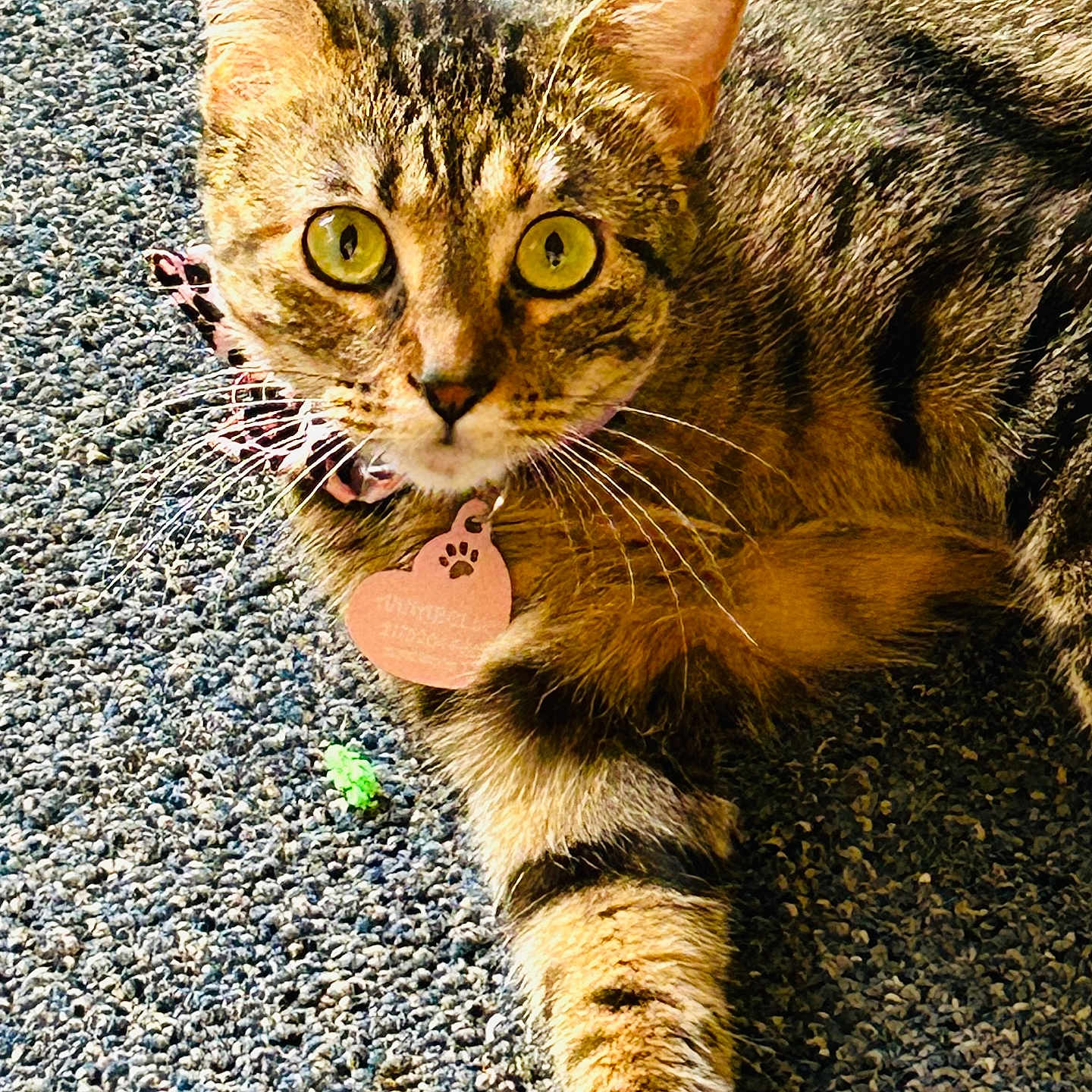 Annabelle joined the competition — help win amazing prizes! alert, animal, cat, close_up, collar, curious, domestic_animal, feline, fur, mammal, outdoor, paw, pet, relaxed, striped, tabby, tag, texture, whiskers, yellow_eyes