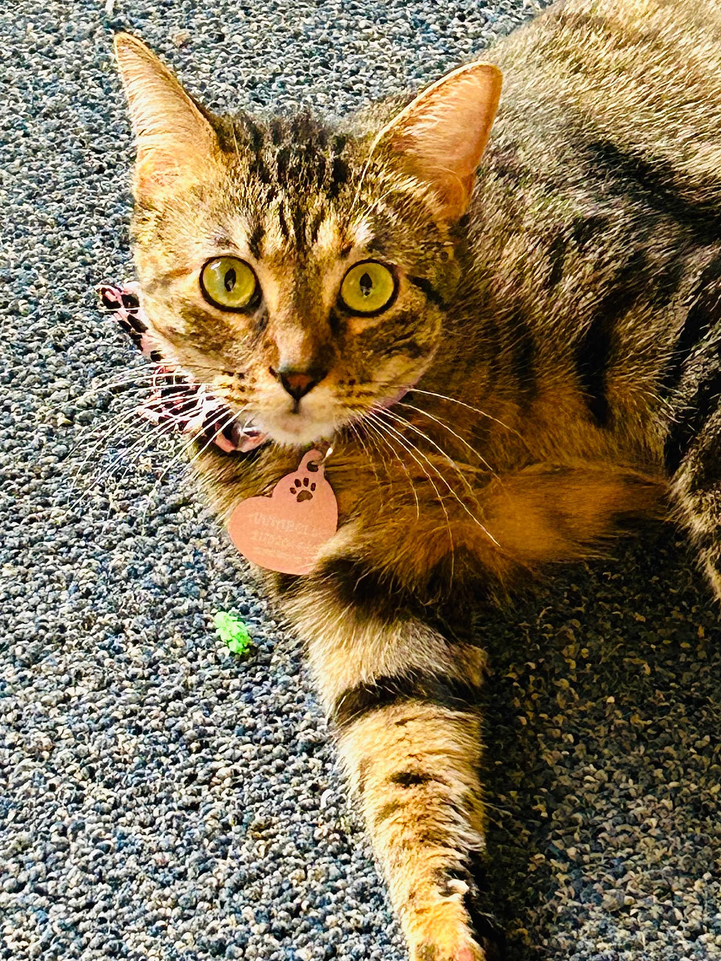 Annabelle joined the competition — help win amazing prizes! cat, tabby, pet, animal, feline, collar, tag, yellow_eyes, fur, whiskers, outdoor, texture, curious, close_up, mammal, domestic_animal, relaxed, paw, striped, alert