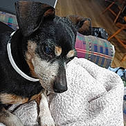 Ollie is registered to the contest to win money with this photo: dog, pet, collar, blanket, chew_toy, indoor, couch, flooring, brown, black, white, paw, closeup, animal, canine, resting, cozy, texture, plaid, wood