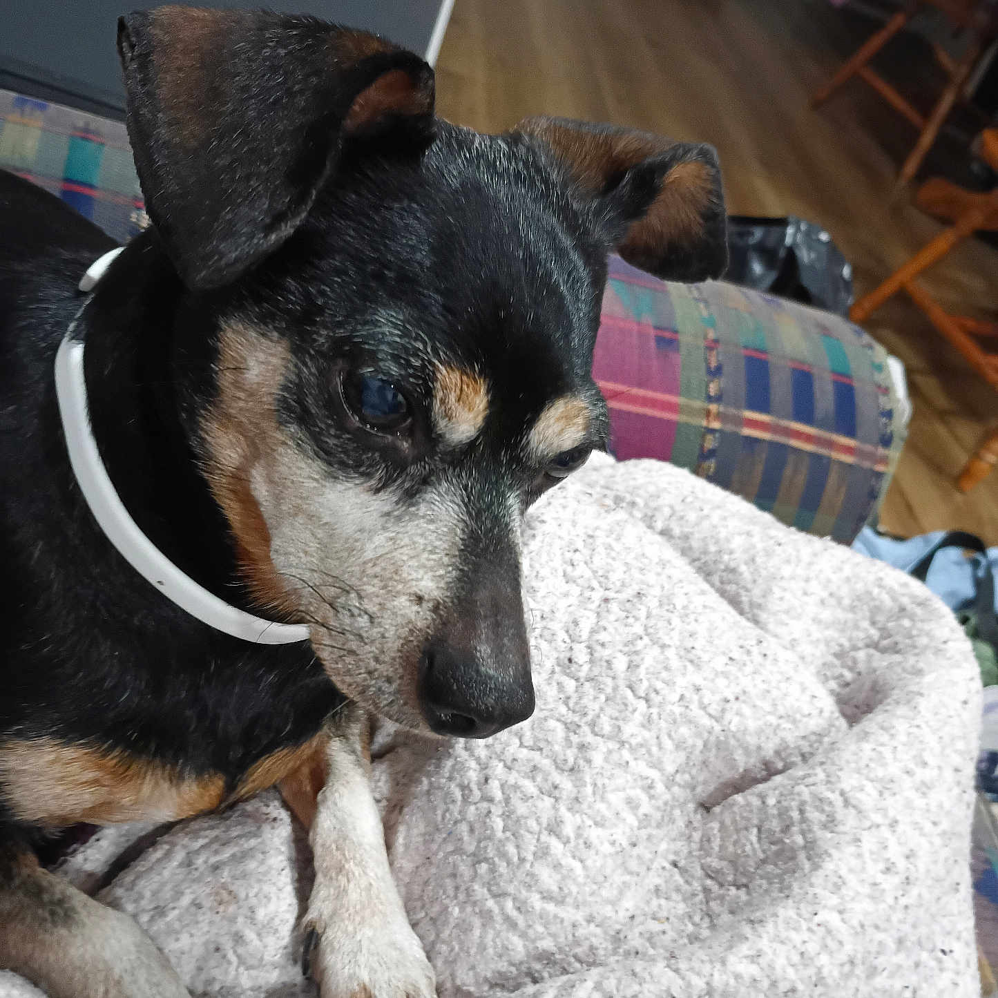 Ollie is registered to the contest to win money with this photo: animal, black, blanket, brown, canine, chew_toy, closeup, collar, couch, cozy, dog, flooring, indoor, paw, pet, plaid, resting, texture, white, wood