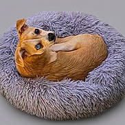 Ptilou participe au concours pour gagner de l'argent avec cette photo : animal, blue_eye, brown_eye, canine, cozy, curled_up, cute, dog, fluffy_bed, fur, gray_background, heterochromia, indoor, isolated, lavender, looking_back, pet_bed, portrait, resting, small_dog