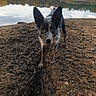 Saya a rejoint le concours — aidez-le/la à gagner de superbes lots ! dog, mud, dirt, lake, water, reflection, trees, forest, autumn, outdoor, animal, nature, ears, curious, canine, earth, playful, adventure, ground, landscape