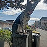 Saya participe au concours pour gagner de l'argent avec cette photo : dog, animal, pet, black_and_white, sitting, stone_pedestal, tree, urban, street, cars, buildings, sky, clouds, sunny, trash_bin, sidewalk, greenery, happy, tongue_out, ears_up