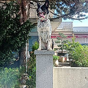 Saya a rejoint le concours — aidez-le/la à gagner de superbes lots ! dog, black_and_white, tongue_out, pillar, tree, plants, urban, outdoor, sunny, pet, animal, collar, greenery, building, concrete, daytime, garden, happy, ears_up, nature