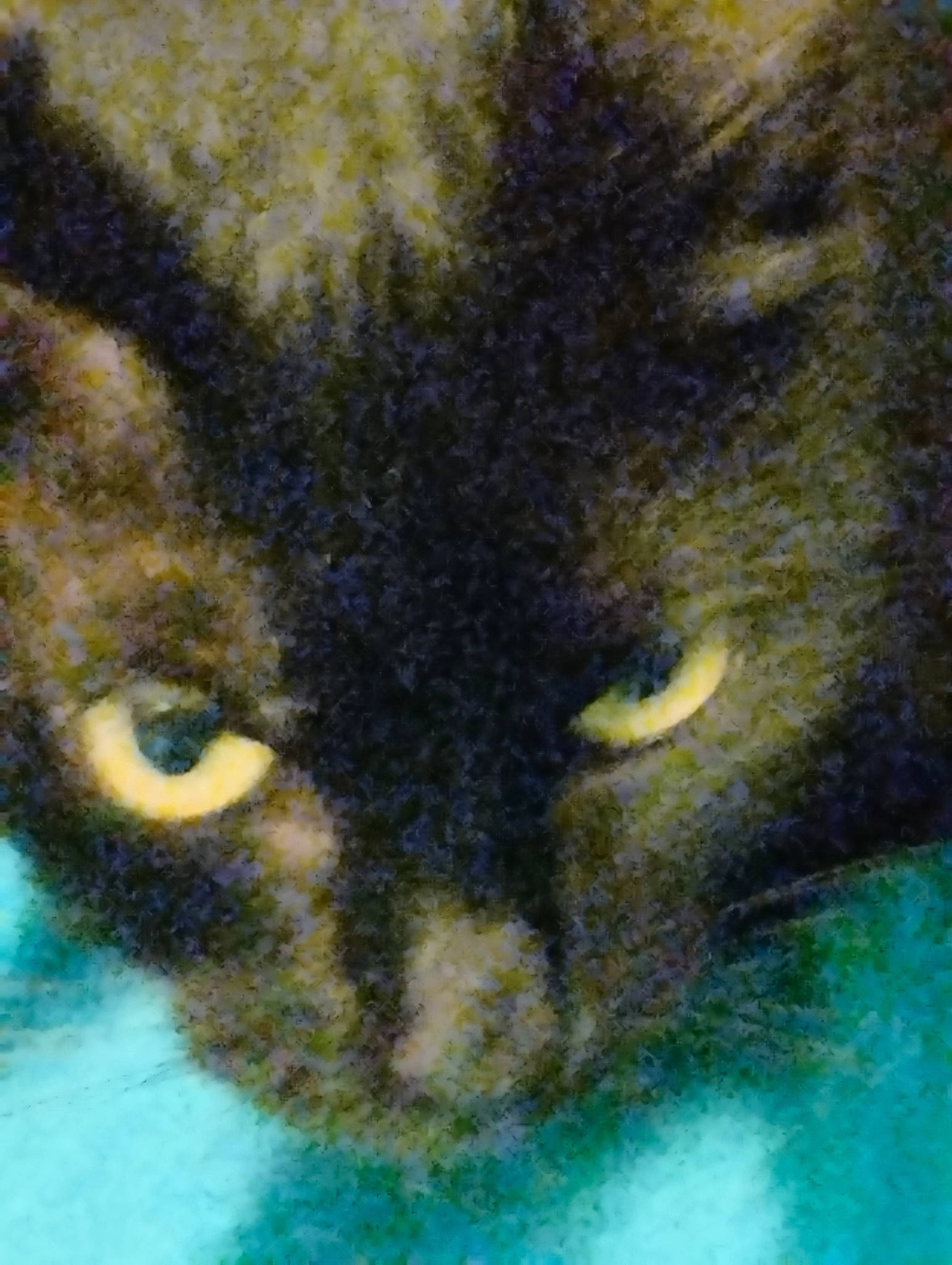 Doucette a rejoint le concours — aidez-le/la à gagner de superbes lots ! art, art_paint, carnivore, cat, domestic_short_haired_cat, drawing, electric_blue, eye, felidae, fur, illustration, iris, paint, painting, small_to_medium_sized_cats, snout, terrestrial_animal, visual_arts, whiskers, wildlife