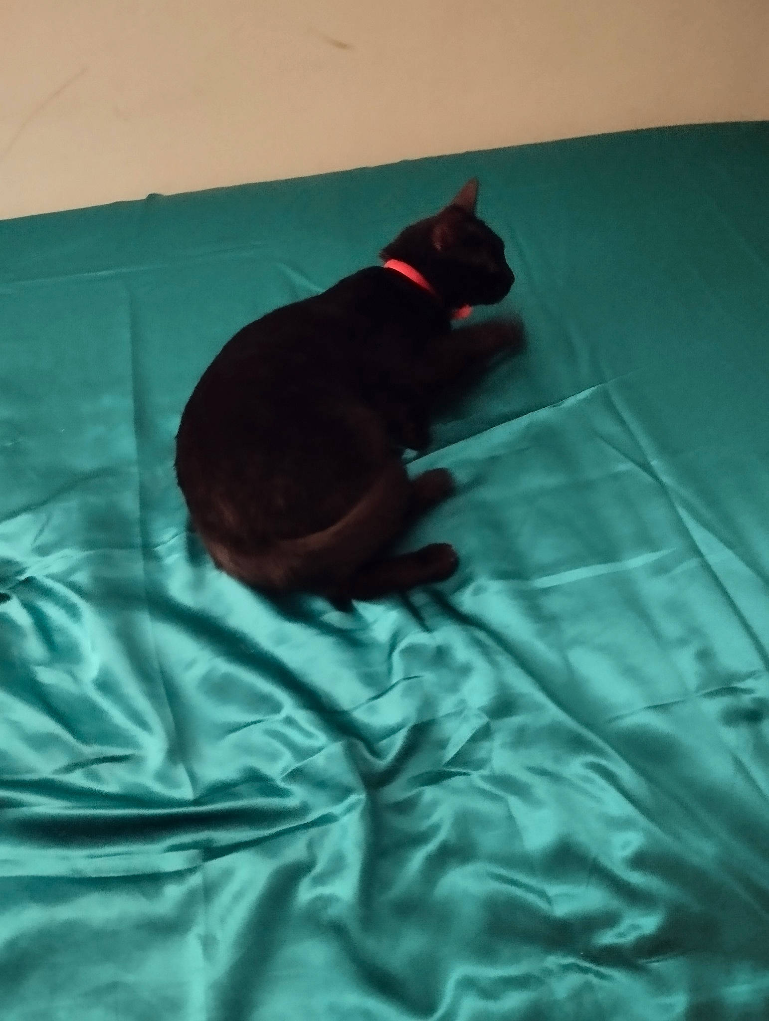 Doucette a rejoint le concours — aidez-le/la à gagner de superbes lots ! bed, canidae, carmine, carnivore, comfort, companion_dog, dog, dog_breed, fawn, felidae, linens, nap, small_to_medium_sized_cats, snout, sporting_group, tail, terrestrial_animal, tints_and_shades, toy, whiskers