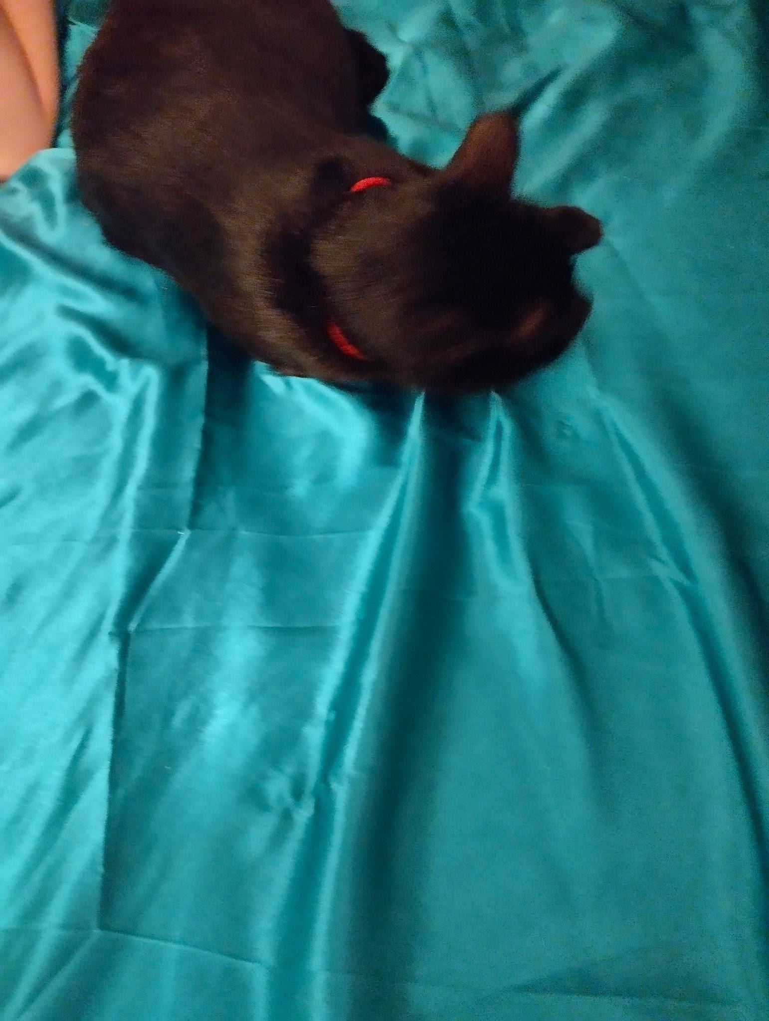 Doucette a rejoint le concours — aidez-le/la à gagner de superbes lots ! bed, black_cat, canidae, carnivore, comfort, companion_dog, dog, dog_breed, electric_blue, fawn, felidae, linens, liver, nap, small_to_medium_sized_cats, snout, sporting_group, toy_dog, whiskers, working_animal