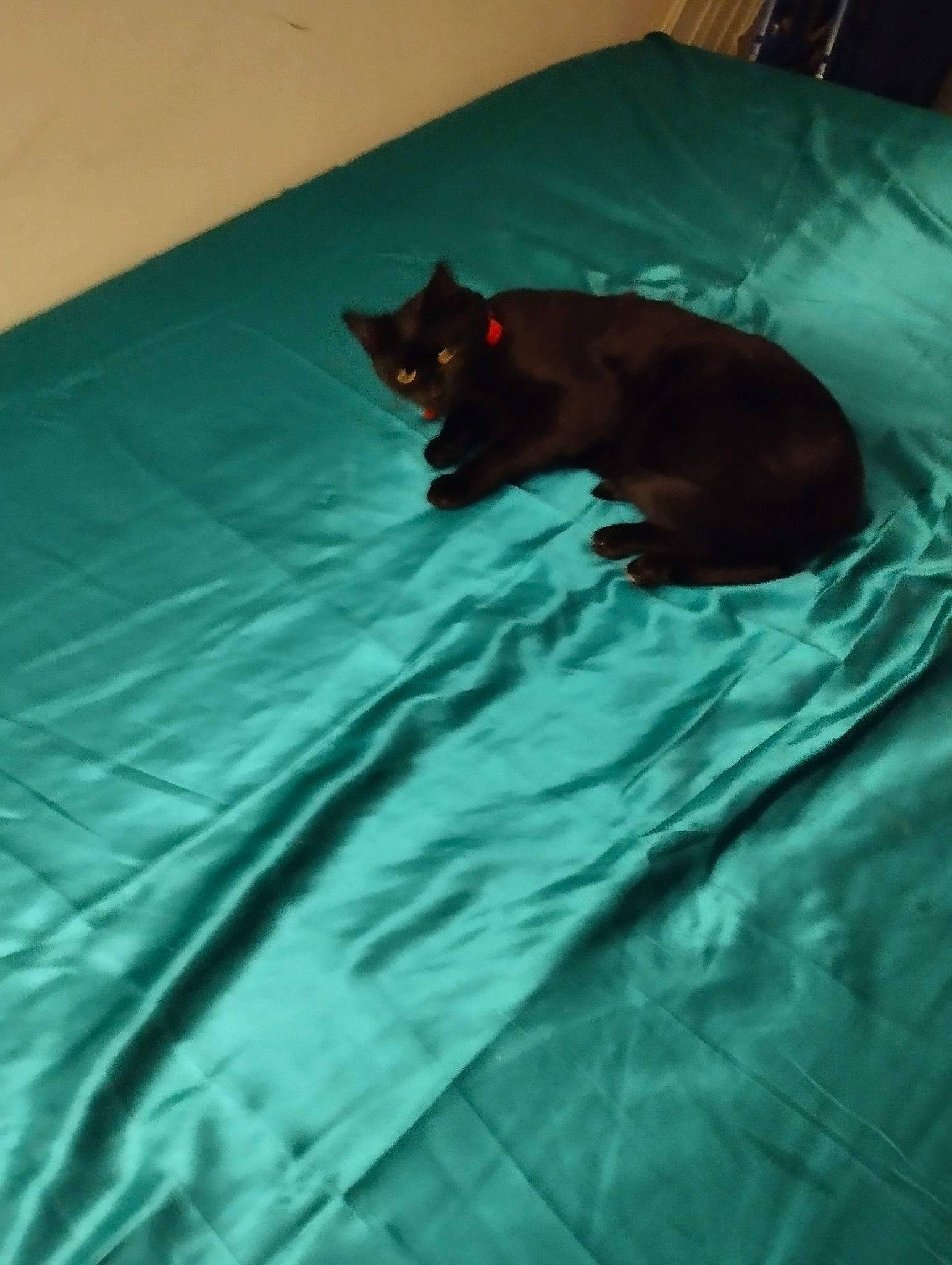 Doucette a rejoint le concours — aidez-le/la à gagner de superbes lots ! bed, bed_sheet, bedding, canidae, carnivore, cat, comfort, companion_dog, dog_breed, fawn, felidae, flooring, linens, liver, small_to_medium_sized_cats, sporting_group, tail, terrestrial_animal, tints_and_shades, whiskers