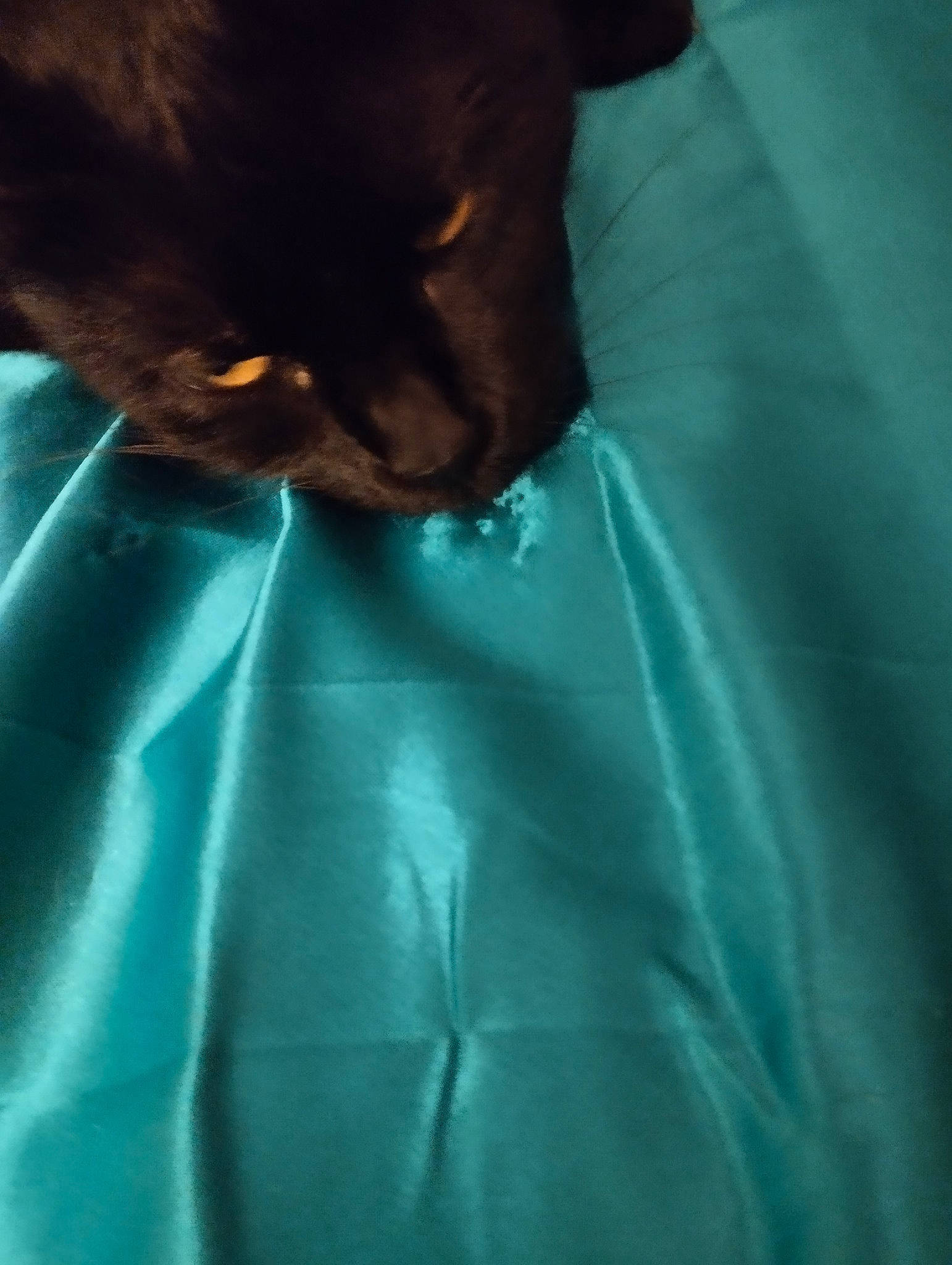 Doucette participe au concours pour gagner de l'argent avec cette photo : carnivore, cat, comfort, domestic_short_haired_cat, elbow, electric_blue, felidae, fur, health_care, human_leg, linens, service, sleeve, small_to_medium_sized_cats, whiskers