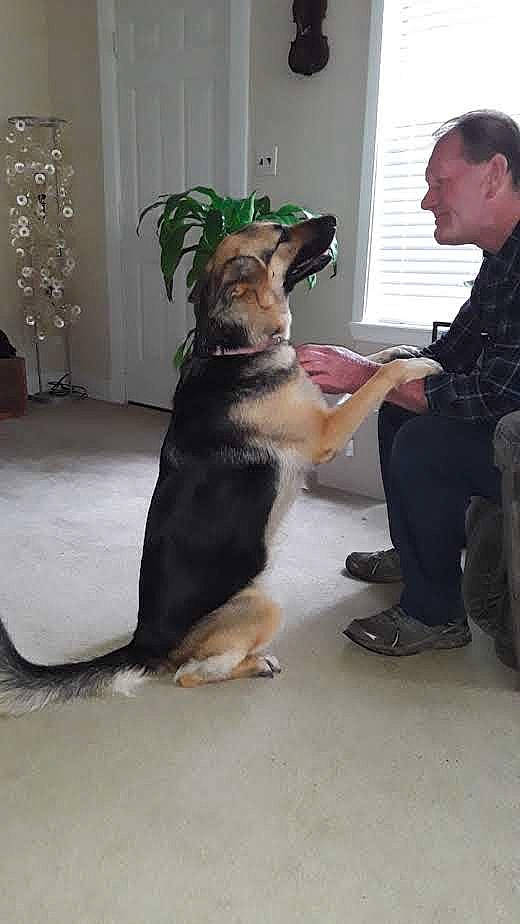 Carys joined the competition — help win amazing prizes! backpack, bag, canidae, carnivore, collar, companion_dog, dog, dog_breed, ear, fawn, flooring, fur, luggage_and_bags, plant, sitting, snout, sporting_group, tail, window, working_dog