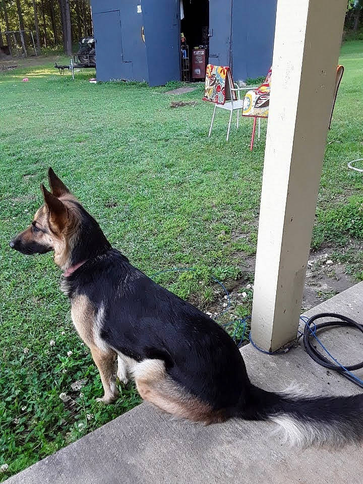 Carys is registered to the contest to win money with this photo: canidae, carnivore, chair, collar, companion_dog, dog, dog_breed, dog_supply, door, gas, grass, herding_dog, plant, road_surface, snout, sporting_group, tail, working_animal, working_dog, yard