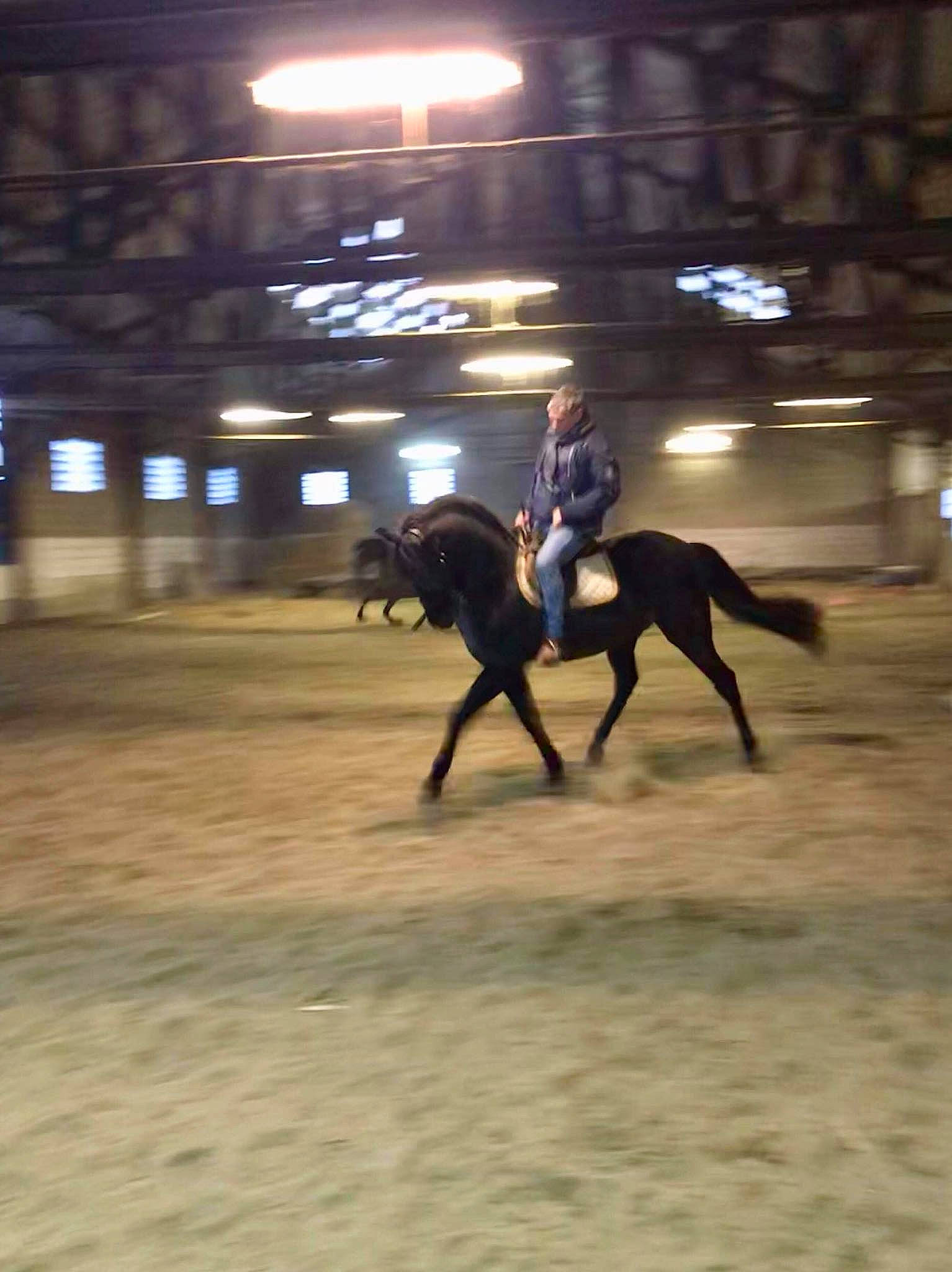 Fortachon a rejoint le concours — aidez-le/la à gagner de superbes lots ! animal_sports, bridle, english_riding, equestrian_sport, equestrianism, equitation, halter, horse, horse_supplies, horse_tack, mammal, mane, mare, pack_animal, recreation, rein, saddle, sports, stallion, western_riding