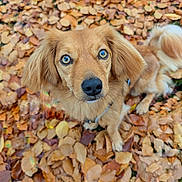 Benji joined the competition — help win amazing prizes! dog, autumn, leaves, outdoor, pet, golden_brown, blue_eyes, curious, fur, ears, tail, nature, fall, ground, close_up, animal, canine, looking_up, season, daylight