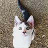 Flip a rejoint le concours — aidez-le/la à gagner de superbes lots ! kitten, cat, animal, pet, feline, curious, white, black, tail, ears, eyes, outdoor, gravel, texture, young, cute, looking_up, small, fur, whiskers