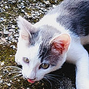 Flip participe au concours pour gagner de l'argent avec cette photo : cat, animal, pet, outdoor, rocky_ground, gray, white, whiskers, ears, eyes, tongue, closeup, curious, feline, young_cat, nature, small_rocks, texture, playful, fur