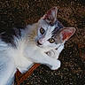 Flip participe au concours pour gagner de l'argent avec cette photo : cat, kitten, animal, pet, outdoor, ground, stick, white, gray, fur, paws, eyes, curious, playful, nature, young, cute, mammal, whiskers, ears