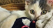 Flip a rejoint le concours — aidez-le/la à gagner de superbes lots ! kitten, cat, toy, plush_toy, blanket, basket, indoor, pet, fur, cute, animal, cozy, closeup, whiskers, ears, eyes, resting, home, curious, soft