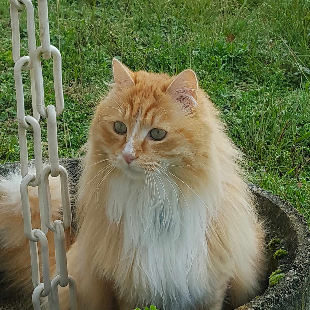 Léo participe au concours pour gagner de l'argent avec cette photo : angora, animal, backyard, cat, grass, herbal, herbs, jar, manx, nature, outdoors, pet, plant, planter, pottedplant, pottery, soil, vase, wood, yard