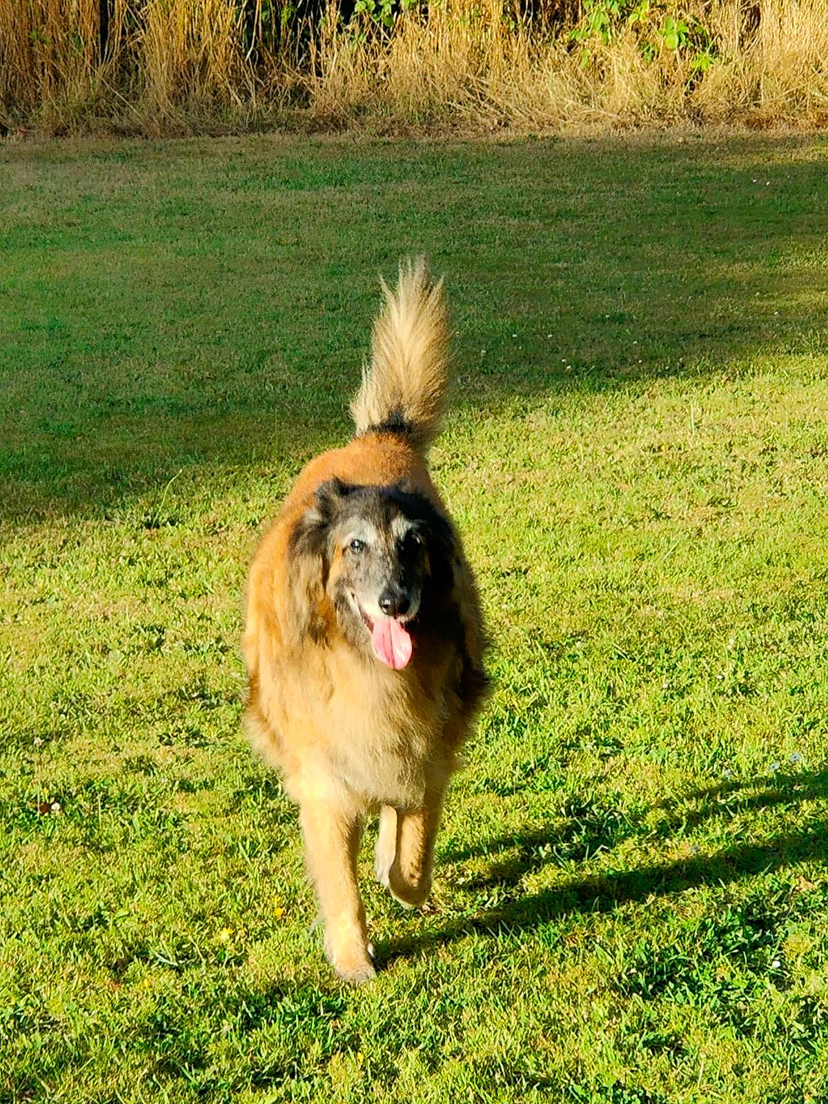 Eros a rejoint le concours — aidez-le/la à gagner de superbes lots ! ancient_dog_breeds, canidae, carnivore, companion_dog, dog, dog_breed, fawn, grass, grassland, groundcover, plant, snout, sporting_group, tail, working_animal, working_dog