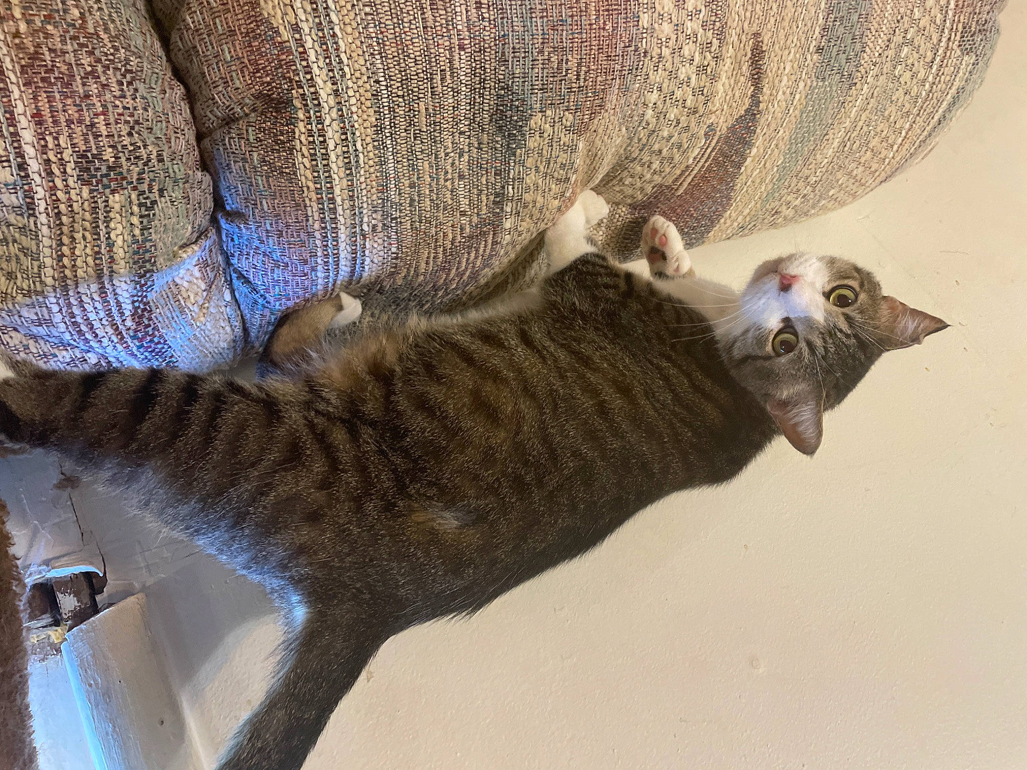 Tube Socks joined the competition — help win amazing prizes! carnivore, cat, claw, comfort, domestic_short_haired_cat, fawn, felidae, fur, grey, mammal, paw, plant, small_to_medium_sized_cats, snout, tail, terrestrial_animal, vertebrate, whiskers