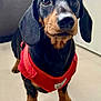 dog, dachshund, puppy, pet, indoor, red_harness, black_and_tan, small_dog, curious, close_up, ears, floor, animal, canine, domestic_animal, looking_up, four_legs, short_legs, whiskers, cute