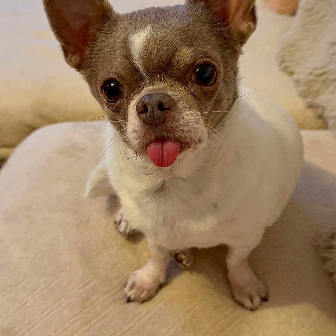 Nouchka a rejoint le concours — aidez-le/la à gagner de superbes lots ! dog, small_dog, chihuahua, pet, tongue_out, ears, cute, indoor, cushion, beige, fur, animal, looking_up, floor, cozy, domestic, companion, friendly, tiny, adorable