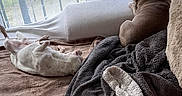 Snoopy a rejoint le concours — aidez-le/la à gagner de superbes lots ! animal, bed, blanket, brown, comfort, companion, cozy, curtain, dog, furniture, indoor, lace, light, pet, relaxation, resting, sleeping, soft, white, window