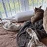 dog, bed, blanket, window, curtain, lace, relaxation, indoor, pet, cozy, sleeping, resting, furniture, light, soft, brown, white, animal, companion, comfort