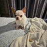 dog, small_dog, white_dog, blanket, bed, curtain, indoor, pet, animal, cozy, fur, ears, shadow, treat, resting, cute, companion, texture, soft, waiting