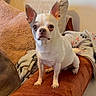 dog, small_dog, white_dog, pet, indoor, couch, blanket, pillow, cozy, furniture, animal, cute, companion, domestic, fur, ears, alert, sitting, looking, home