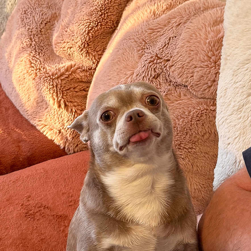 Cookie