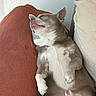 Cookie participe au concours pour gagner de l'argent avec cette photo : dog, sleeping, pet, cozy, blanket, relaxed, cute, paw, fur, resting, indoors, tongue, small_dog, canine, nap, comfortable, animal, cute_pet, closeup, soft
