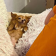 Louna participe au concours pour gagner de l'argent avec cette photo : animal, brown_dog, companion, couch, cozy, cute, dog, domestic, fluffy_pillow, fur, furniture, indoor, lying_down, orange_shirt, person_partial, pet, relaxed, resting, small_dog, white_pillow