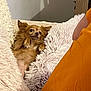 animal, brown_dog, companion, couch, cozy, cute, dog, domestic, fluffy_pillow, fur, furniture, indoor, lying_down, orange_shirt, person_partial, pet, relaxed, resting, small_dog, white_pillow