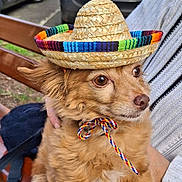 Louna participe au concours pour gagner de l'argent avec cette photo : dog, small_dog, sombrero, hat, colorful, outdoor, person, lap, brown_fur, curious, pet, bench, car, parked_car, street, casual, daytime, fur, animal, accessory