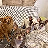 Louna participe au concours pour gagner de l'argent avec cette photo : dog, small_dog, chihuahua, brown_dog, white_dog, cute, pet, indoor, living_room, couch, blanket, floor, carpet, fur, animal, companion, group, alert, ears, face