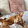 Louna participe au concours pour gagner de l'argent avec cette photo : dog, small_dog, fluffy, tongue_out, cozy, blanket, pillow, indoor, relaxed, cute, pet, fur, resting, ears, lying_down, comfort, home, soft, brown, animal