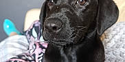 Lulu is registered to the contest to win money with this photo: animal, black_labrador, blanket, close_up, comfort, cozy, cute, dog, ears, eyes, floral_pattern, fur, home, indoors, nose, pet, portrait, puppy, resting, soft_focus